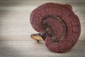 Reishi Fruchtkörper