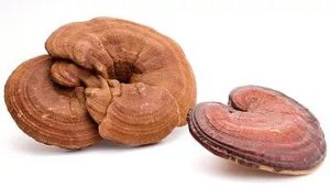 Reishi Pilz