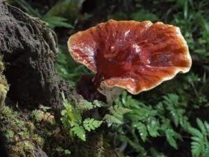 Reishi Pilz 